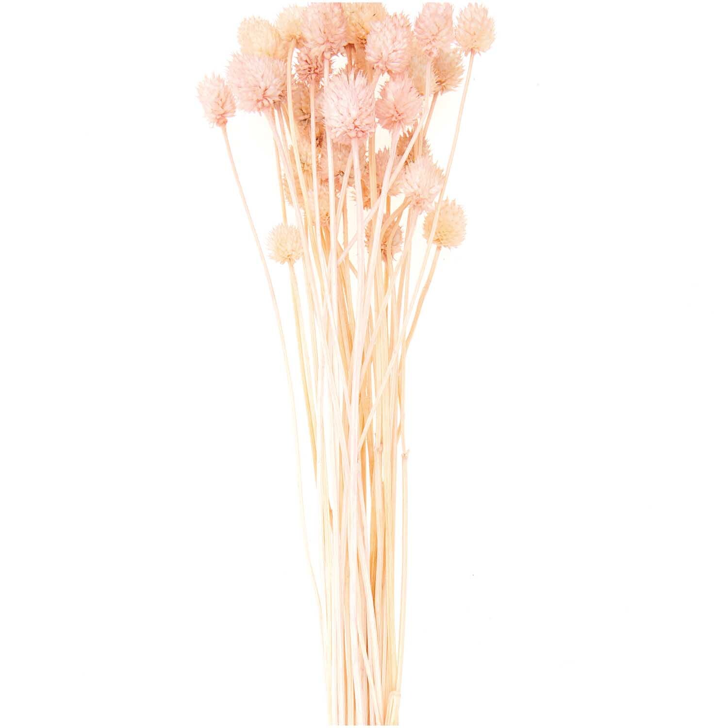 Getrocknete japanische Karde pink 60-75cm 50g