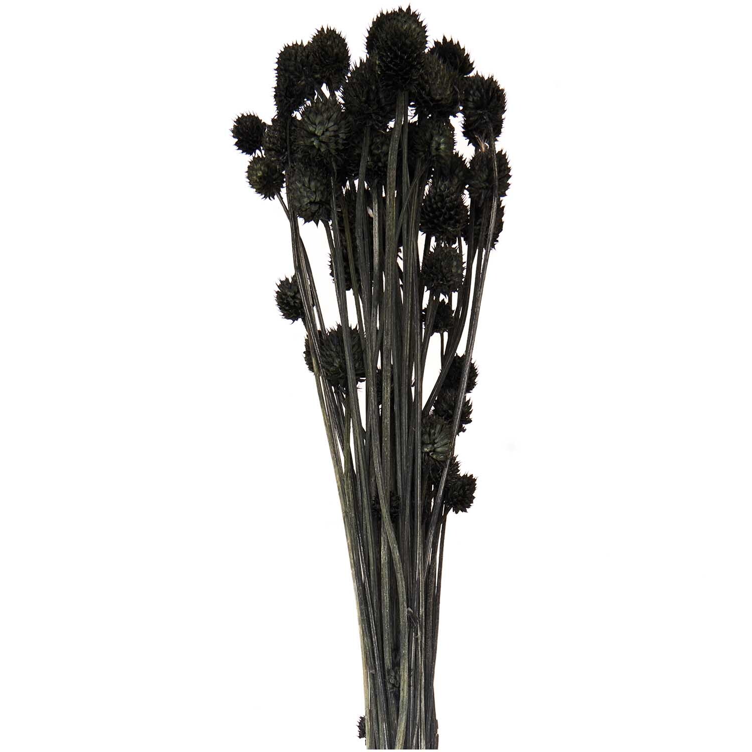 Getrocknete japanische Karde schwarz 60-75cm 50g